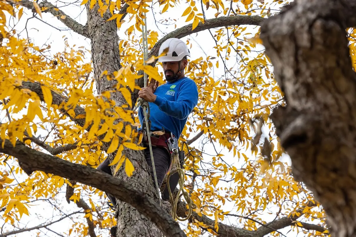 Skilled Tree Transplanting crew working in Oakhurst